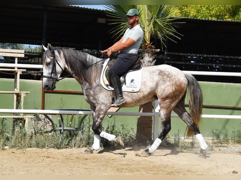 Koń andaluzyjski Klacz 5 lat 157 cm Siwa in Provinz Malaga