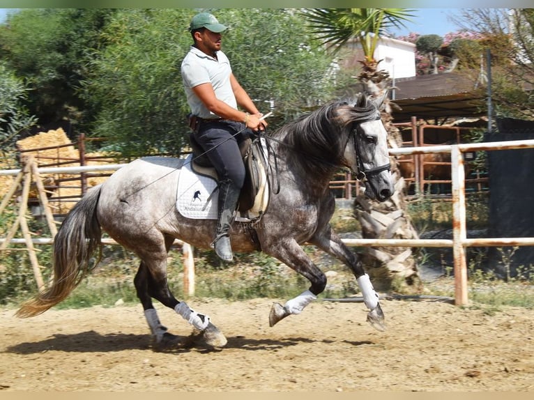 Koń andaluzyjski Klacz 5 lat 157 cm Siwa in Provinz Malaga