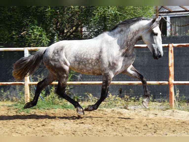 Koń andaluzyjski Klacz 5 lat 157 cm Siwa in Provinz Malaga