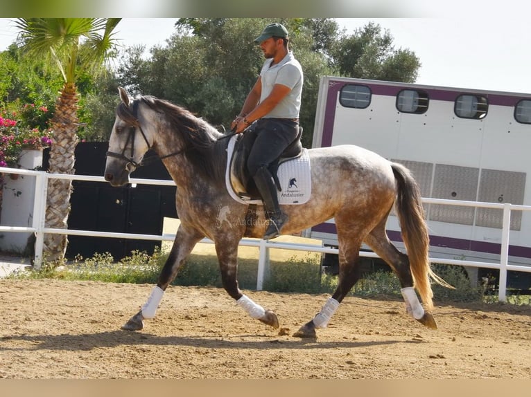 Koń andaluzyjski Klacz 5 lat 157 cm Siwa in Provinz Malaga