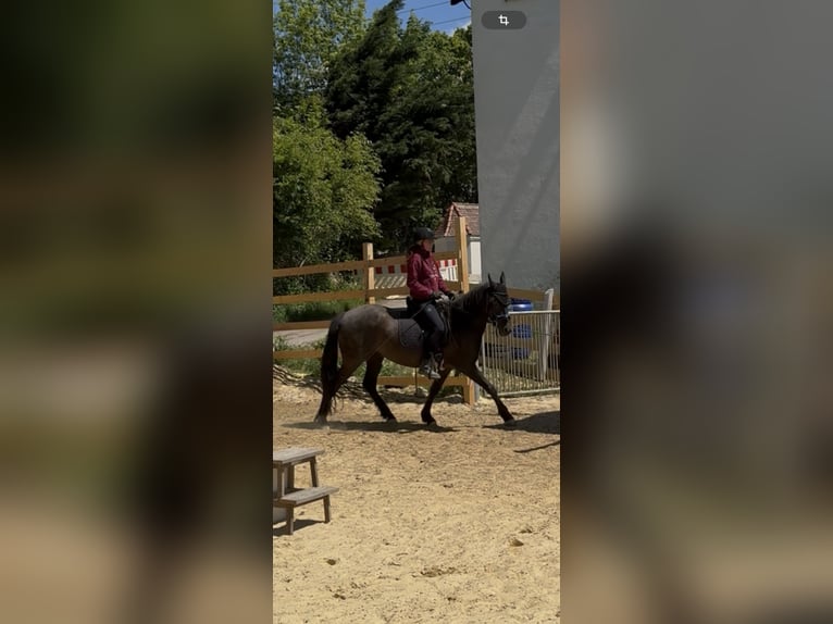 Koń andaluzyjski Mix Klacz 5 lat 158 cm Kara in Freudenberg