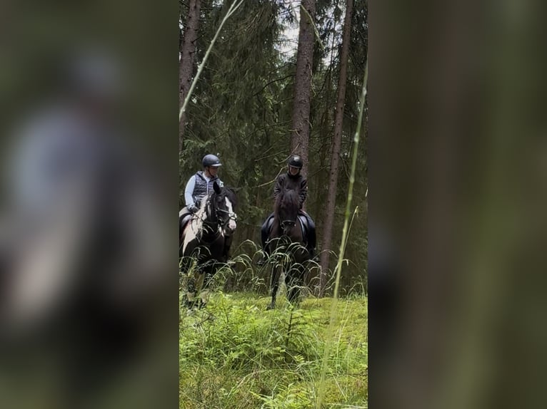 Koń andaluzyjski Mix Klacz 5 lat 158 cm Kara in Freudenberg