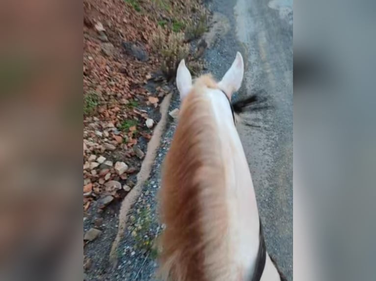 Koń andaluzyjski Klacz 5 lat 159 cm Perlino in Pozoblanco