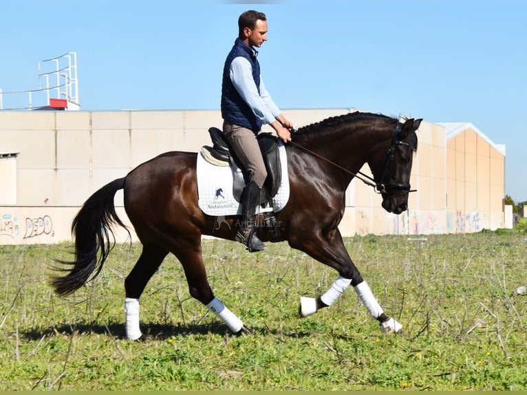 Koń andaluzyjski Klacz 5 lat 160 cm Kara in Provinz Granada