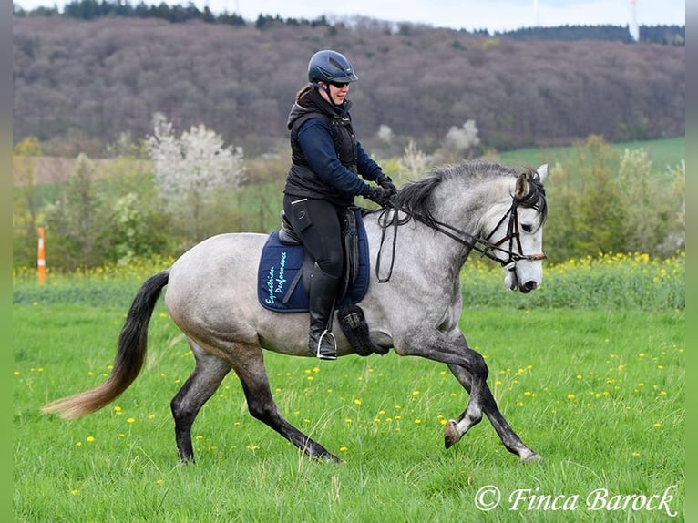 Koń andaluzyjski Klacz 5 lat 162 cm Siwa in Wiebelsheim