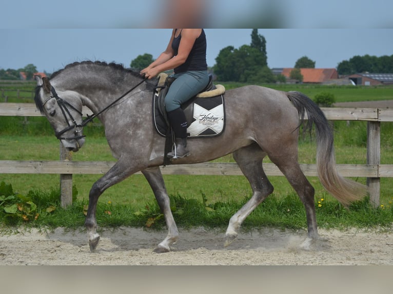Koń andaluzyjski Klacz 5 lat 162 cm Siwa in Breda