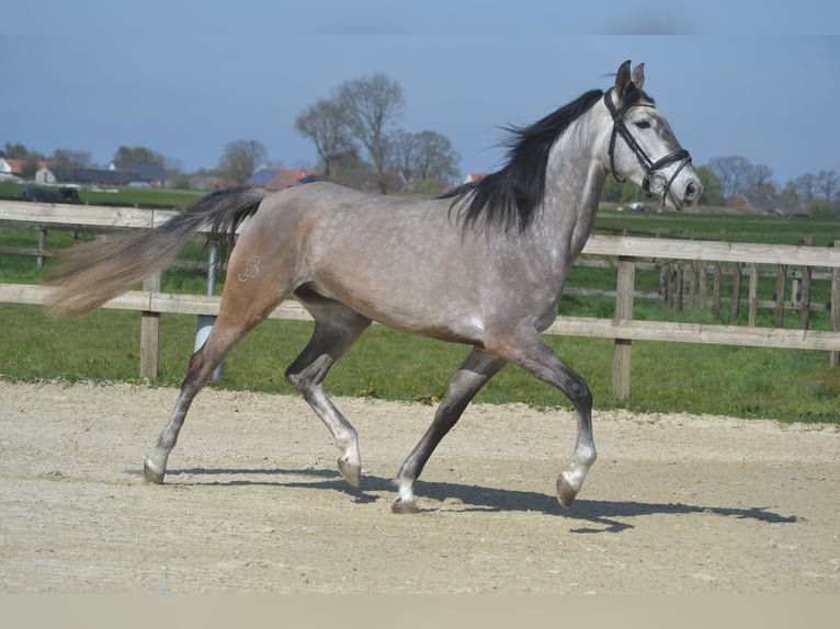 Koń andaluzyjski Klacz 5 lat 162 cm Siwa in Breda