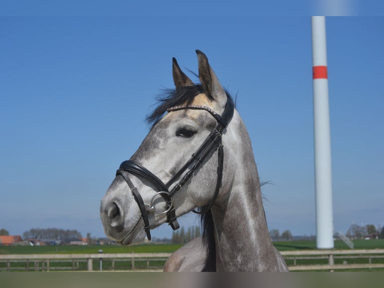 Koń andaluzyjski Klacz 5 lat 162 cm Siwa in Breda