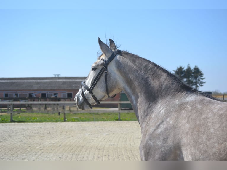 Koń andaluzyjski Klacz 5 lat 162 cm Siwa in Breda