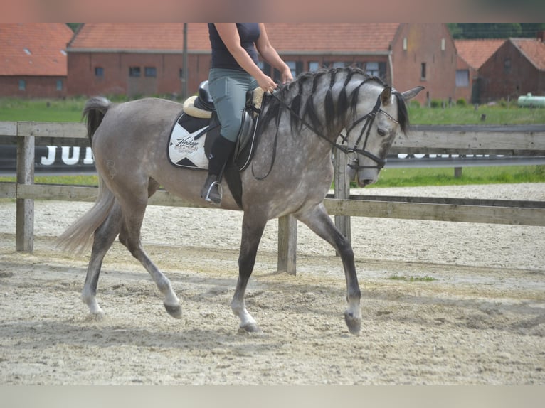 Koń andaluzyjski Klacz 5 lat 162 cm Siwa in Breda