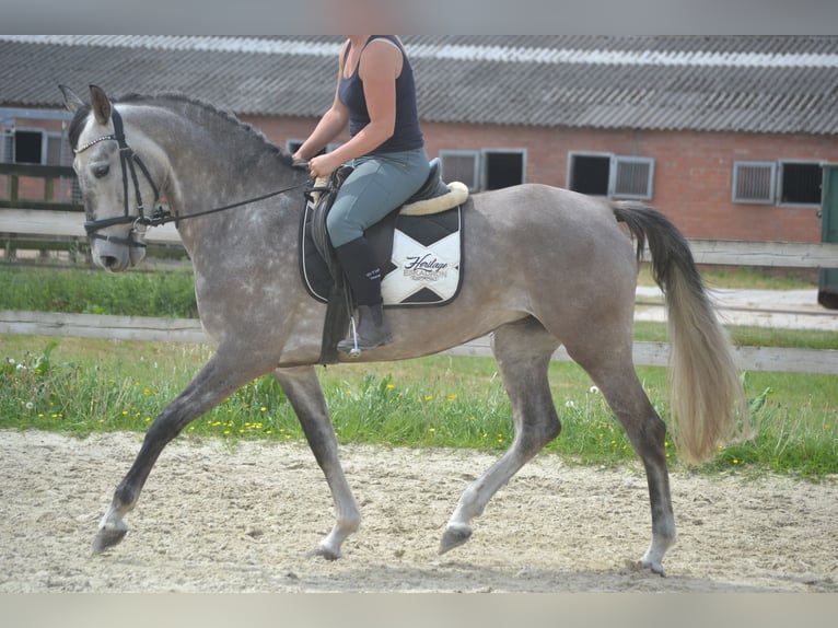 Koń andaluzyjski Klacz 5 lat 162 cm Siwa in Breda