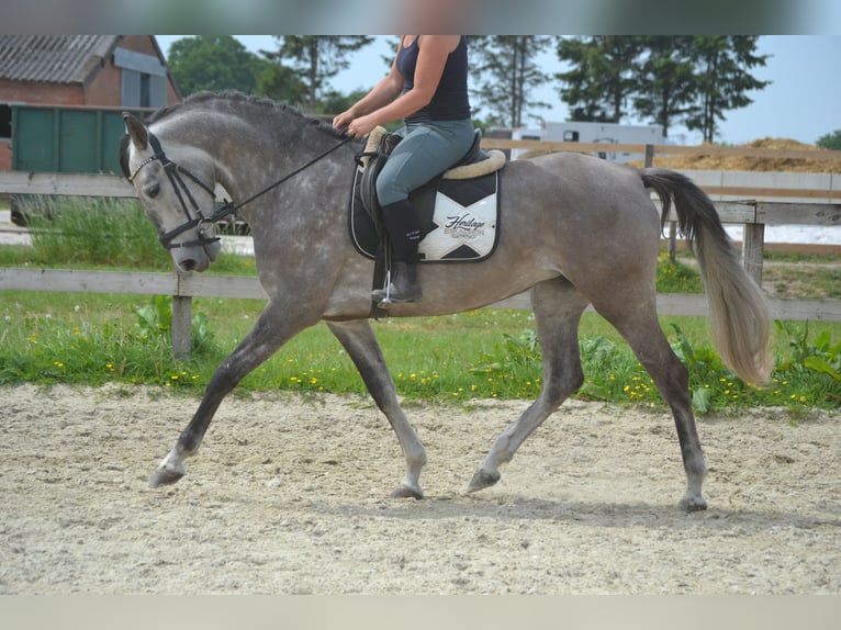 Koń andaluzyjski Klacz 5 lat 162 cm Siwa in Breda