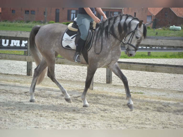 Koń andaluzyjski Klacz 5 lat 162 cm Siwa in Breda