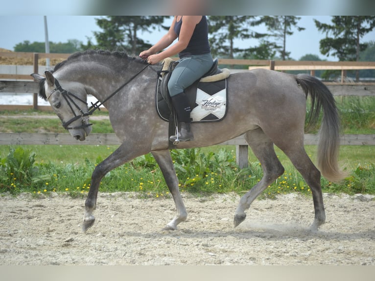 Koń andaluzyjski Klacz 5 lat 162 cm Siwa in Breda