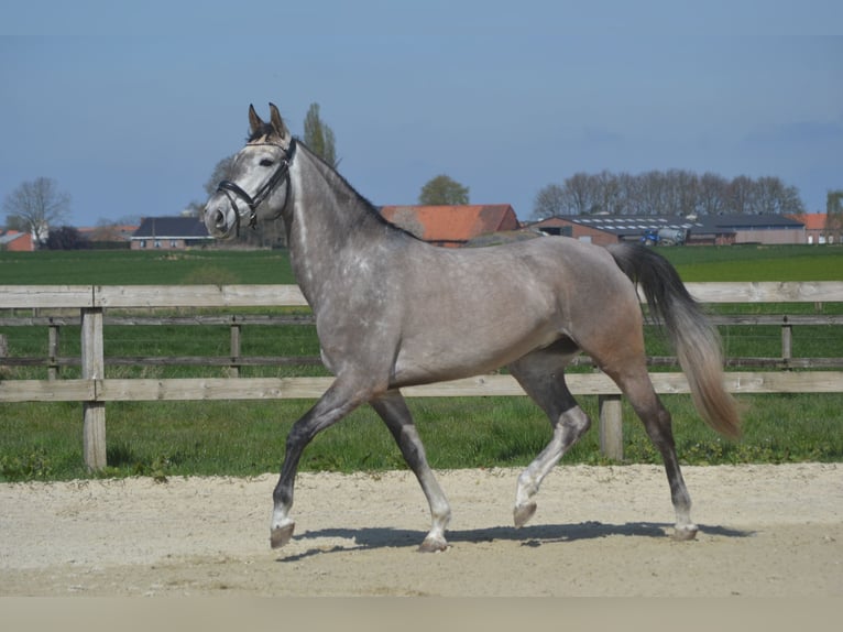 Koń andaluzyjski Klacz 5 lat 162 cm Siwa in Breda