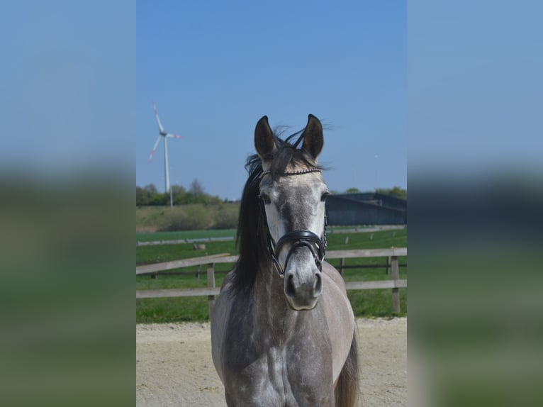 Koń andaluzyjski Klacz 5 lat 162 cm Siwa in Breda