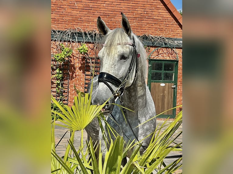 Koń andaluzyjski Klacz 5 lat 164 cm Siwa in Martfeld