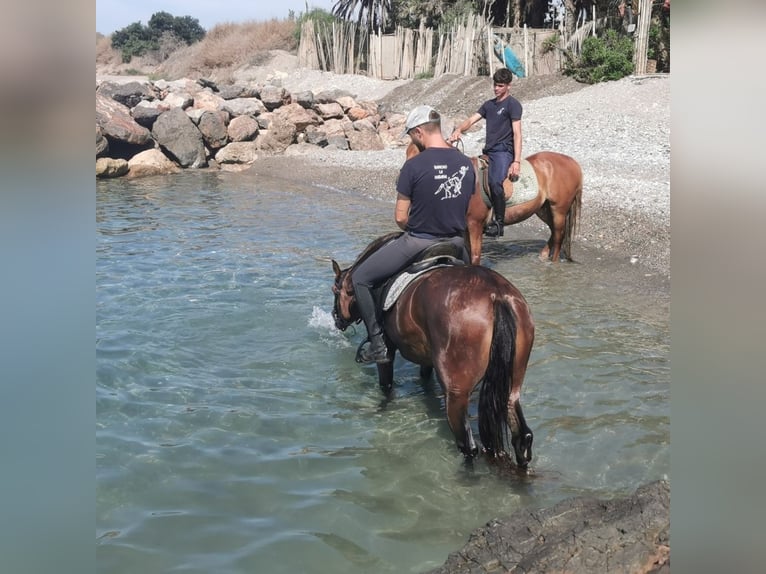 Koń andaluzyjski Klacz 6 lat 150 cm Gniada in Adra Almeria