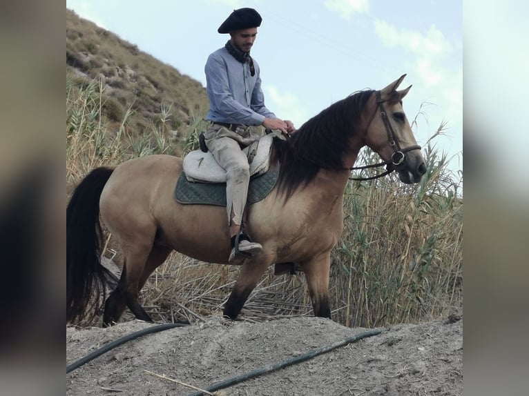 Koń andaluzyjski Klacz 6 lat 153 cm Bułana in Adra Almeria