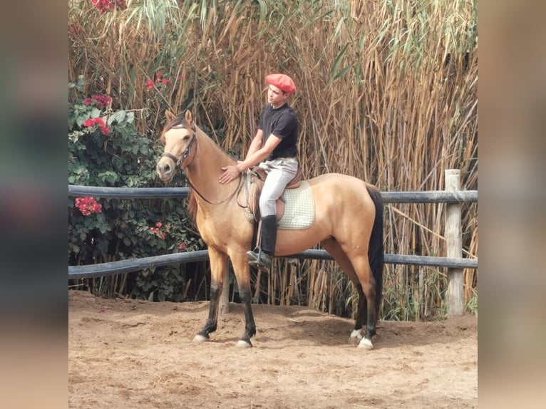 Koń andaluzyjski Klacz 6 lat 153 cm Bułana in Adra Almeria