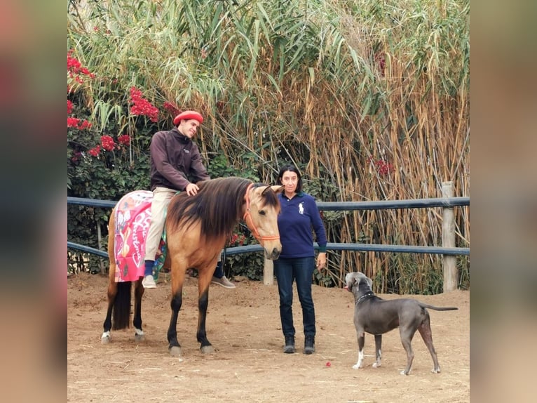 Koń andaluzyjski Klacz 6 lat 153 cm Bułana in Adra Almeria
