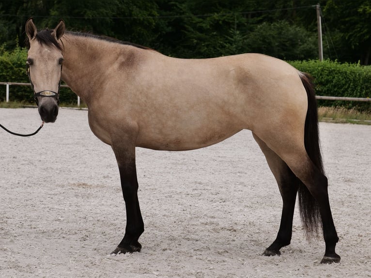 Koń andaluzyjski Klacz 6 lat 153 cm Bułana in Neustadt (Wied)