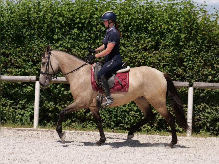 Koń andaluzyjski Klacz 6 lat 153 cm Bułana in Neustadt (Wied)