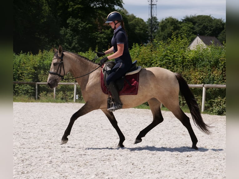 Koń andaluzyjski Klacz 6 lat 153 cm Bułana in Neustadt (Wied)