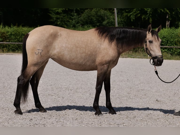 Koń andaluzyjski Klacz 6 lat 153 cm Bułana in Neustadt (Wied)