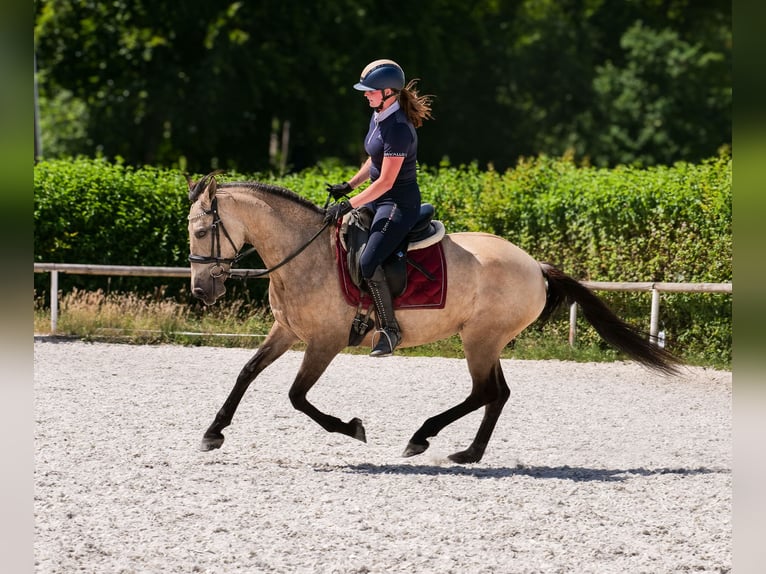 Koń andaluzyjski Klacz 6 lat 153 cm Bułana in Neustadt (Wied)