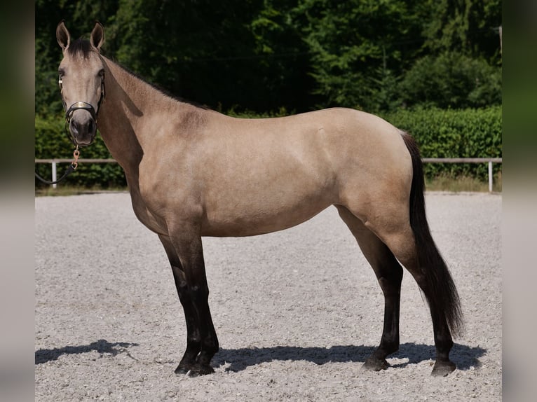 Koń andaluzyjski Klacz 6 lat 153 cm Bułana in Neustadt (Wied)