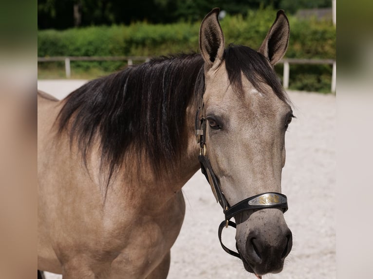 Koń andaluzyjski Klacz 6 lat 153 cm Bułana in Neustadt (Wied)