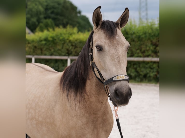 Koń andaluzyjski Klacz 6 lat 153 cm Bułana in Neustadt (Wied)