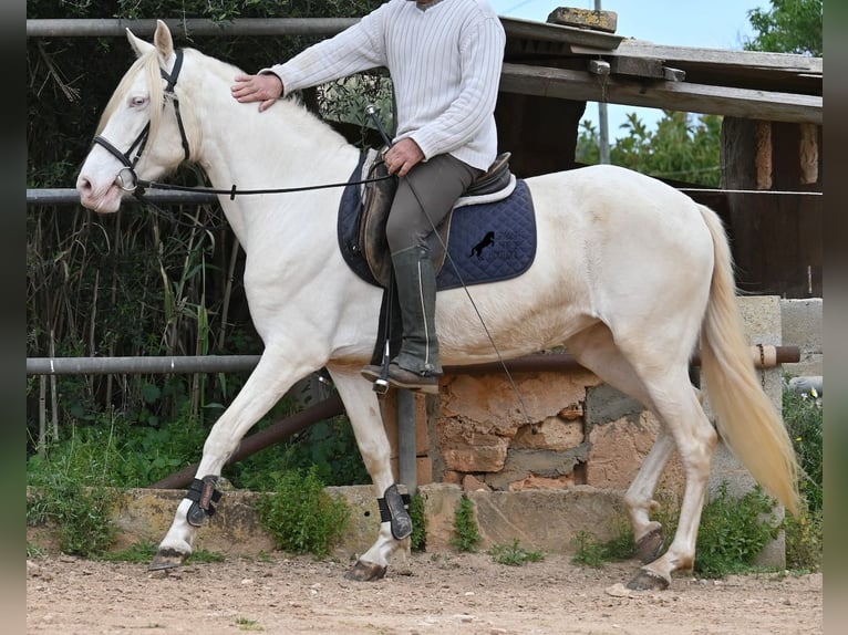 Koń andaluzyjski Klacz 6 lat 153 cm Cremello in Mallorca