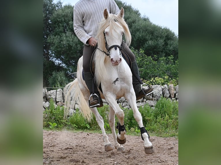 Koń andaluzyjski Klacz 6 lat 153 cm Cremello in Mallorca