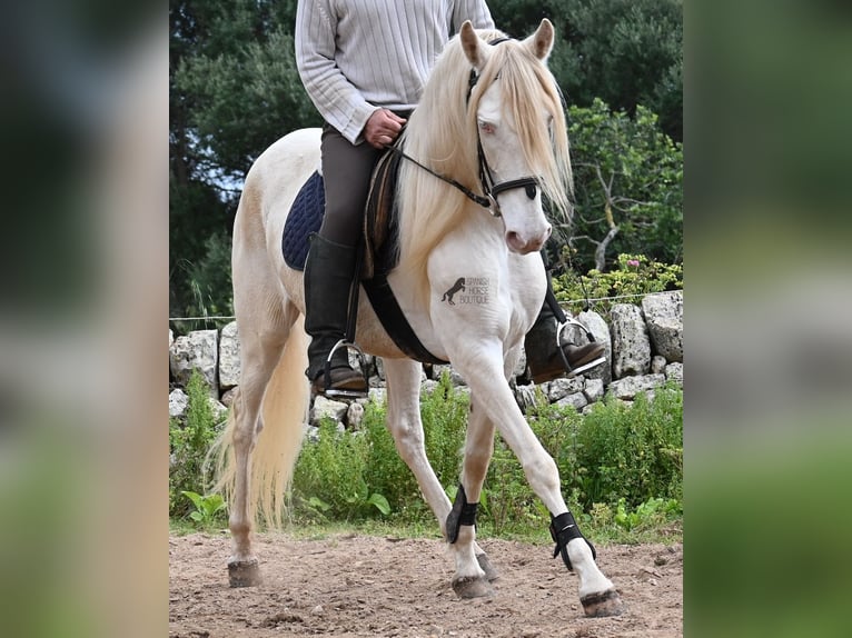 Koń andaluzyjski Klacz 6 lat 153 cm Cremello in Mallorca