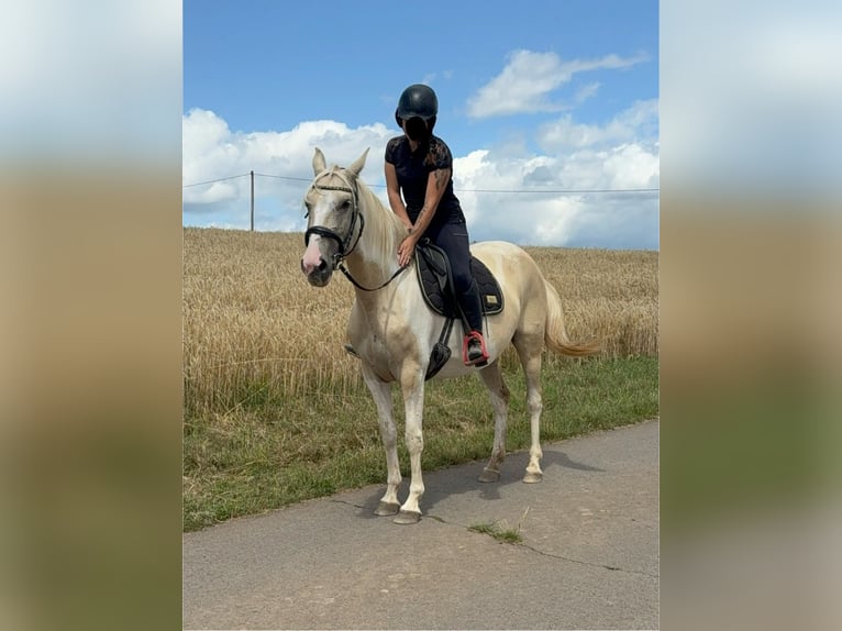 Koń andaluzyjski Mix Klacz 6 lat 155 cm Izabelowata in Daleiden