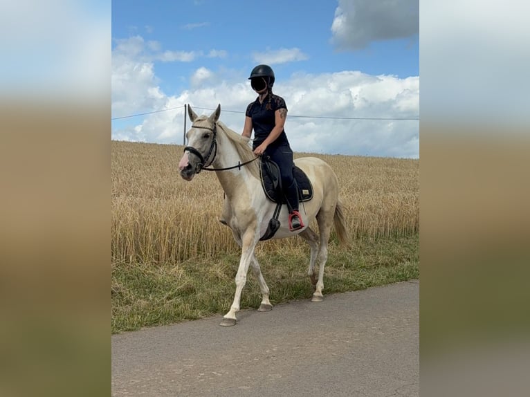Koń andaluzyjski Mix Klacz 6 lat 155 cm Izabelowata in Daleiden