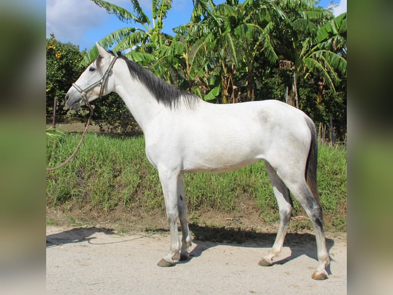 Koń andaluzyjski Klacz 6 lat 155 cm Siwa in Vejer de la Frontera