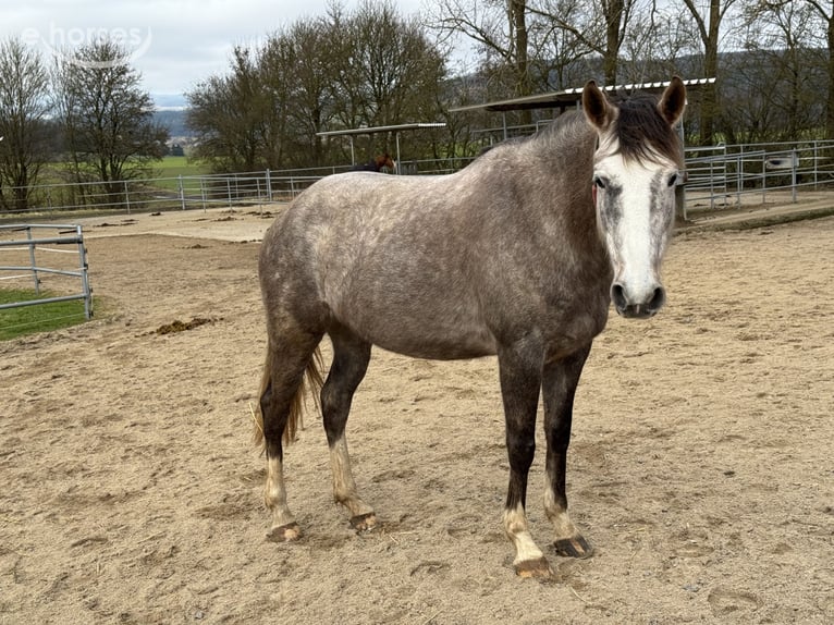 Koń andaluzyjski Mix Klacz 6 lat 155 cm Siwa w hreczce in Frankenberg (Eder)