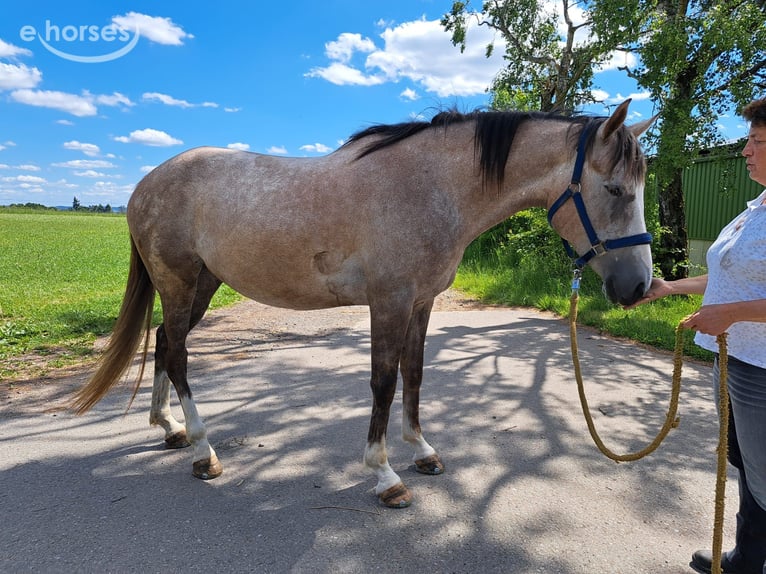 Koń andaluzyjski Mix Klacz 6 lat 155 cm Siwa w hreczce in Frankenberg (Eder)