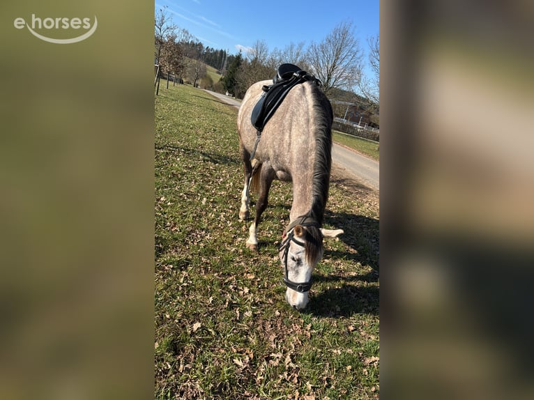 Koń andaluzyjski Mix Klacz 6 lat 155 cm Siwa w hreczce in Frankenberg (Eder)