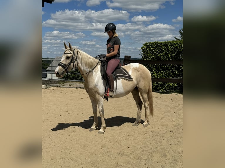 Koń andaluzyjski Klacz 6 lat 155 cm Srokata in Daleiden