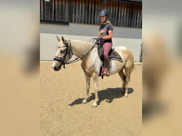 Koń andaluzyjski Klacz 6 lat 155 cm Srokata in Daleiden