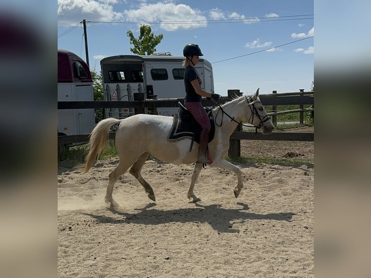Koń andaluzyjski Klacz 6 lat 155 cm Srokata in Daleiden