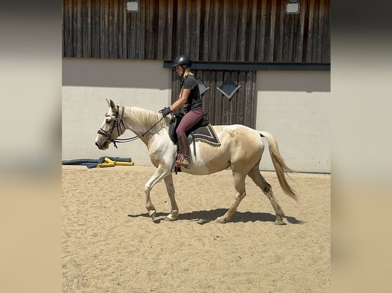 Koń andaluzyjski Klacz 6 lat 155 cm Srokata in Daleiden