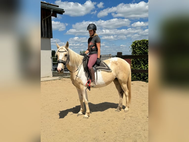 Koń andaluzyjski Klacz 6 lat 155 cm Srokata in Daleiden