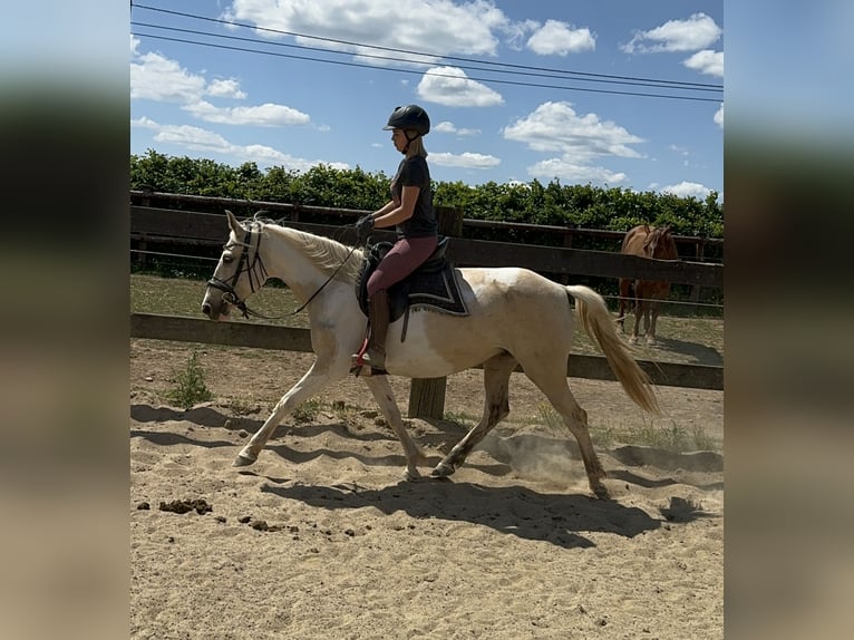 Koń andaluzyjski Klacz 6 lat 155 cm Srokata in Daleiden