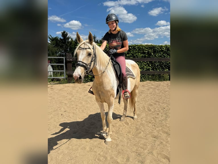 Koń andaluzyjski Klacz 6 lat 155 cm Srokata in Daleiden