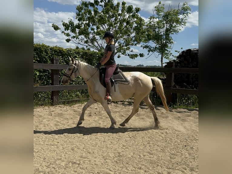 Koń andaluzyjski Klacz 6 lat 155 cm Srokata in Daleiden